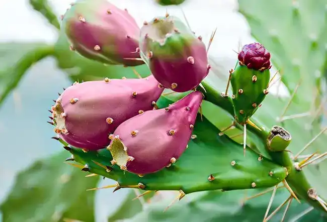 What does Prickly Pear Extract do?
